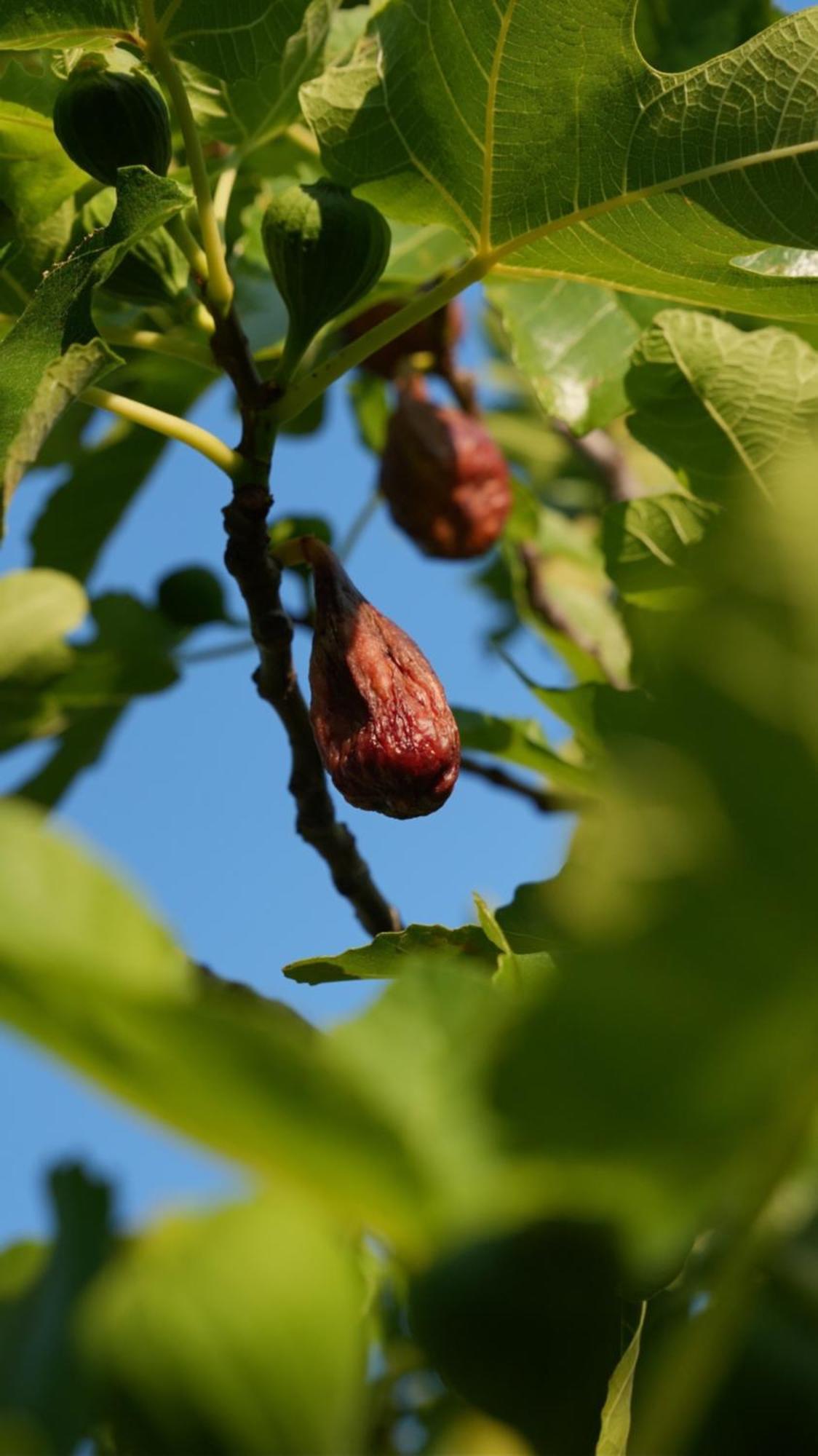 Ai Dossi Farm stay Verona