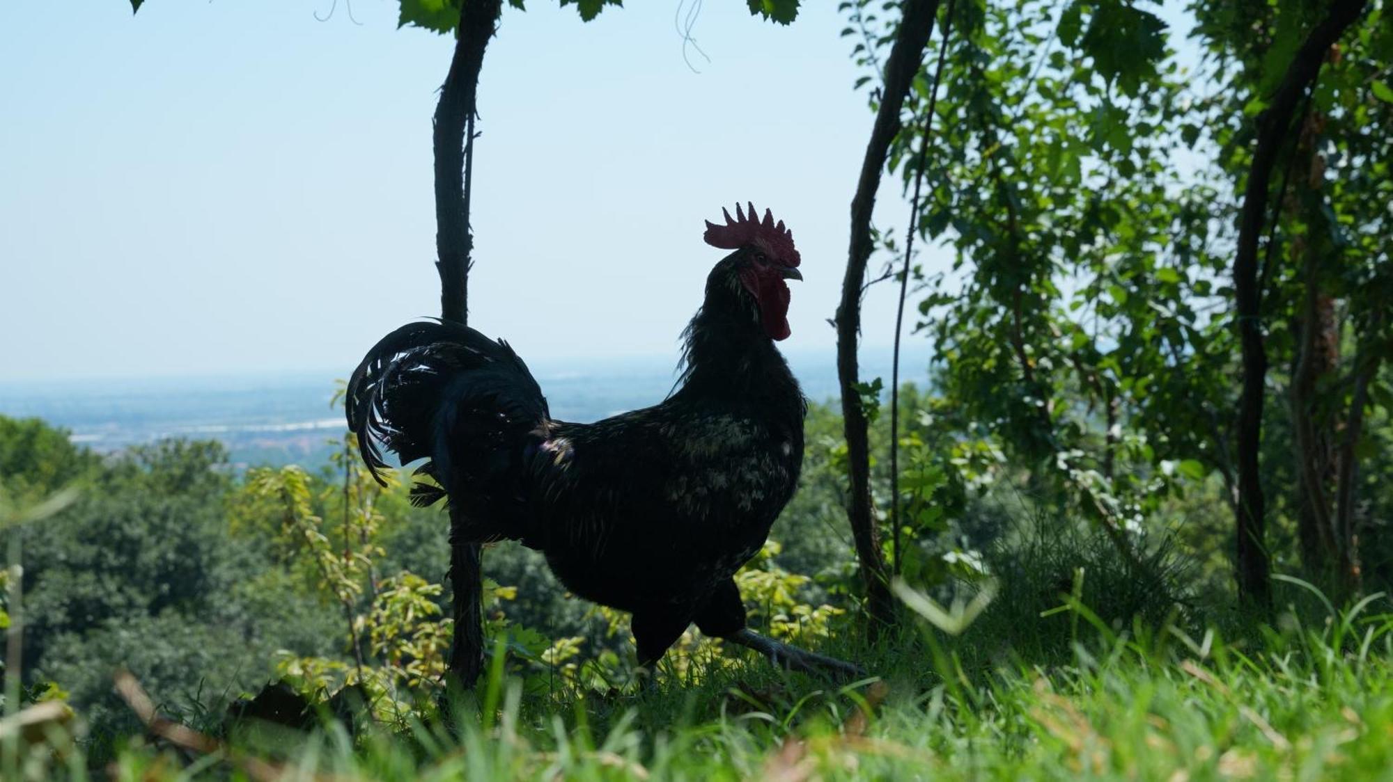 Ai Dossi Farm stay *