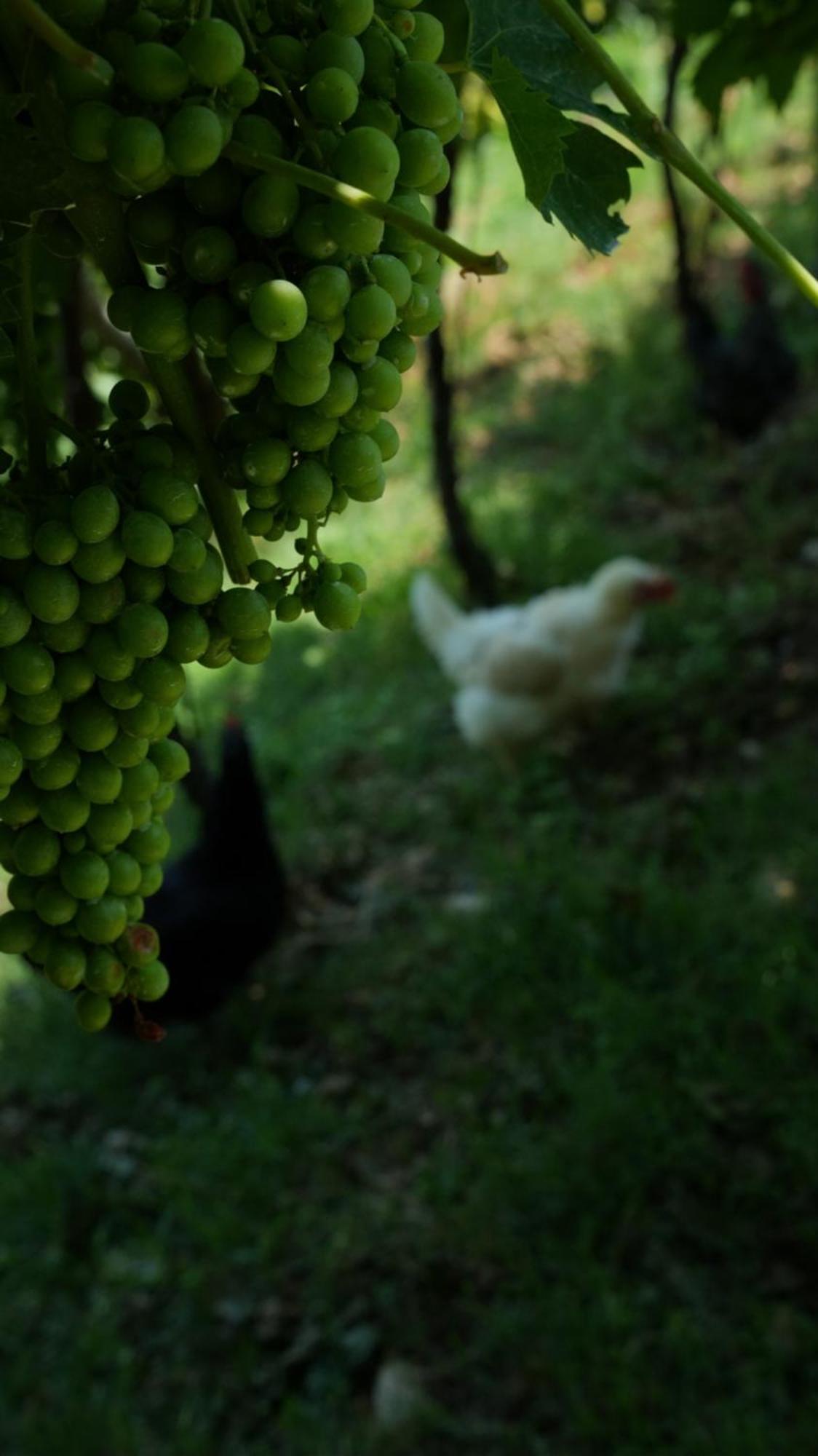 Farm stay Ai Dossi Verona